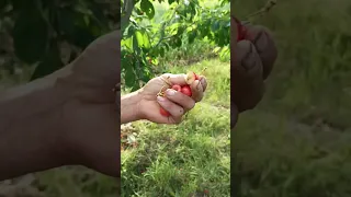 Ранні черешні 🍒