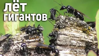 ЛЁТ ГИГАНТОВ - Camponotus vagus