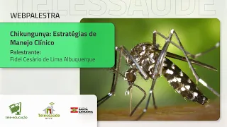 Webpalestra - Chikungunya: estratégias de manejo clínico
