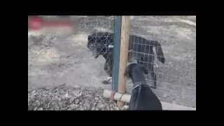Видео Подборка Приколов  с Животными 13  Кошки Собаки  Смешные Животные 2015
