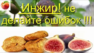 Инжир выращивание в доме Формировка  Правила ухода и ошибки Fig Инжир в Сибири