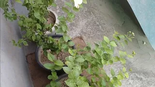 Summer Care of Jasmine/Mogra plant|| How to get more flowers in Mogra plant||