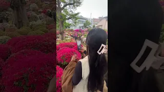 JAPAN VLOG: NEZU SHRINE AZALEA GARDEN 👩‍❤️‍👨❤️🇯🇵