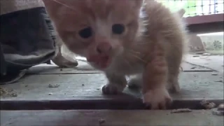 Tiny hungry dirty feral kitten gets first solid meal.