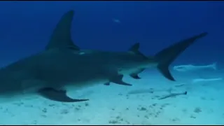 360° Great Hammerhead Shark Encounter   National Geographic injected