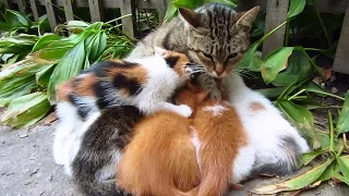 Kittens playing and drinking milk from mom on the street