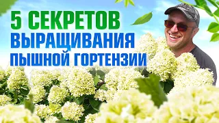 5 правил как вырастить на участке пышную гортензию / Илья Макаров