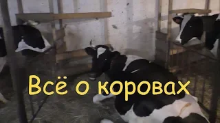 Как выбрать корову? Признаки молочной коровы. Как повысить надои молока.