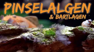 Pinselalgen & Bartalgen bekämpfen | Schwarze Punktalgen | Rotalgen | Algen im Aquarium