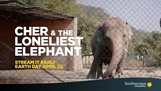 "Cher & the loneliest elephant" documentary teaser #1
