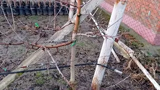 Устройство шпалеры для плодовых (яблони и груши)  своими руками