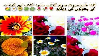 The most unique, rare, amazingly beautiful flowers in the. world| beautiful Flowers vedio | Red rose