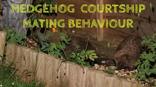 Hedgehogs Mating - Courtship behaviour