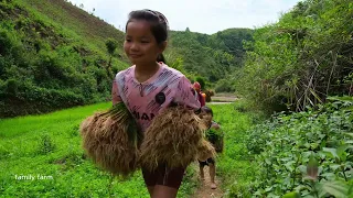 Hire More People to Help Grow Rice, Cook Chicken for Lunch in the Field | Family Farm