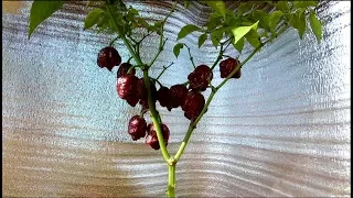 Перец Carolina Reaper. Каролина рипер на подоконнике в цветочном горшке