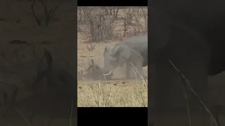 Elephant Stabs & Kills Buffalo #shorts #shortvideo #short  #wildlife #animals #elephant #buffalo