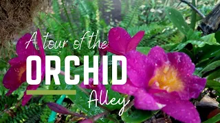 A Walk Through The Orchid Alley | What's in my Garden: Episode 4