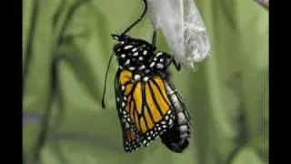 Butterfly In Metamorphosis:  A Monarch Lifecycle Study