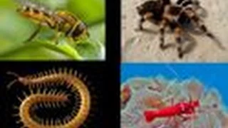 Artrópodos: insectos | Arácnidos | Crustáceos | Miriápodos