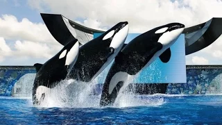 SeaWorld To Stop Killer Whale Shows