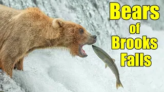 Brown Bears of Brooks Falls - Part 1
