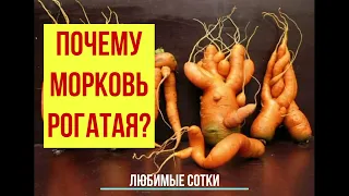 Почему морковь рогатая?!