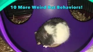 10 More Weird Yet Totally Normal Behaviors From Pet Rats