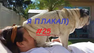 Я ПЛАКАЛ! #25 Подборка приколов домашних животных! Смешные коты #приколы #коты Cute Pets compilation