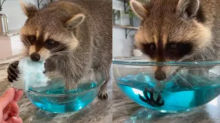 Tricking my pet raccoons with cotton candy