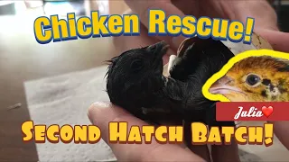 WE HATCHED 20 MORE CHICKS—But Two Needed Rescued... | Julia Update and Farm Tour | Ostrich Plug 🍋