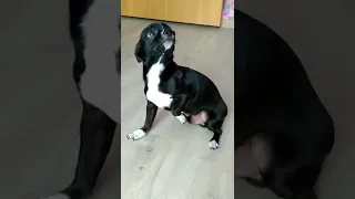 Щенок чихуахуа очень виноват / Chihuahua puppy is very guilty