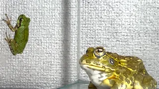 A delicious frog / Pacman frog , African bullfrog【WARNING LIVE FEEDING】