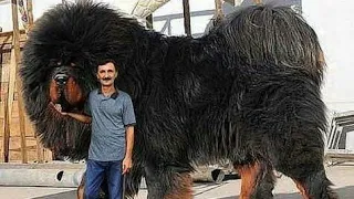 Largest Animals in Guinness World Records' history