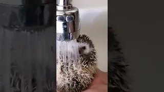 Ёжик купается🦔❤️, Милые и смешные животные.