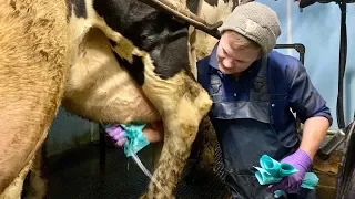 WE ARE DOING IT !! MILKING COWS !!!