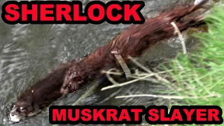 Sherlock the Mink Catches a HUGE Rat!