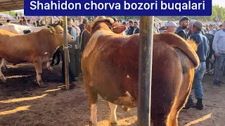 Namangan viloyati To’raqo’rg’on tumani Shahidon chorva bozori buqalari.