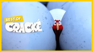 CRACKÉ - SHRINKING BIRD | Cartoon Animation | Compilation