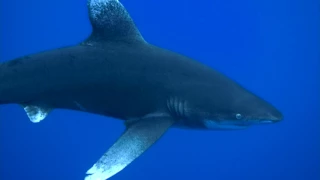 Oceanic White Tip | Shark Week