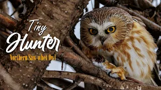 Northern Saw-whet Owl