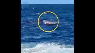 В пригороде Сиднея большая белая акула сожрала человека на пляже.