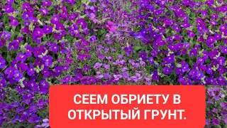 СЕЕМ ОБРИЕТУ В ОТКРЫТЫЙ ГРУНТ. САМЫЙ ЛЁГКИЙ СПОСОБ ВЫРАЩИВАНИЯ.