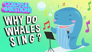 Why Do Whales Sing? | COLOSSAL QUESTIONS