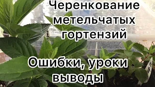 ЧЕРЕНКОВАНИЕ МЕТЕЛЬЧАТЫХ ГОРТЕНЗИЙ. Ошибки,уроки, выводы.