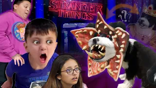 Stranger DOG Oreo!  The Queen of England Sent us Surprise Gifts! (FV Family Vlog)