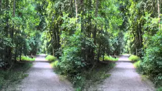 Wald in 3D
