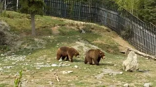 Bears at Zoo