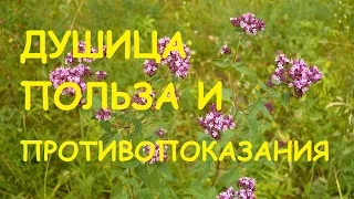 Душица. Лечебные свойства и противопоказания.