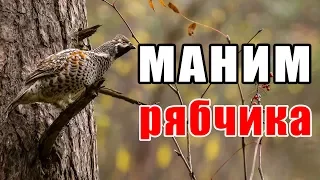 Как манить рябчика ОСЕНЬЮ – Cвист, выбор манка, поиск МЕСТА | Охота-2018 видео