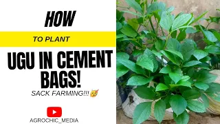 How I planted Ugu in Sacks!|| #growyourownfood #agriculture #homegardening #tgif